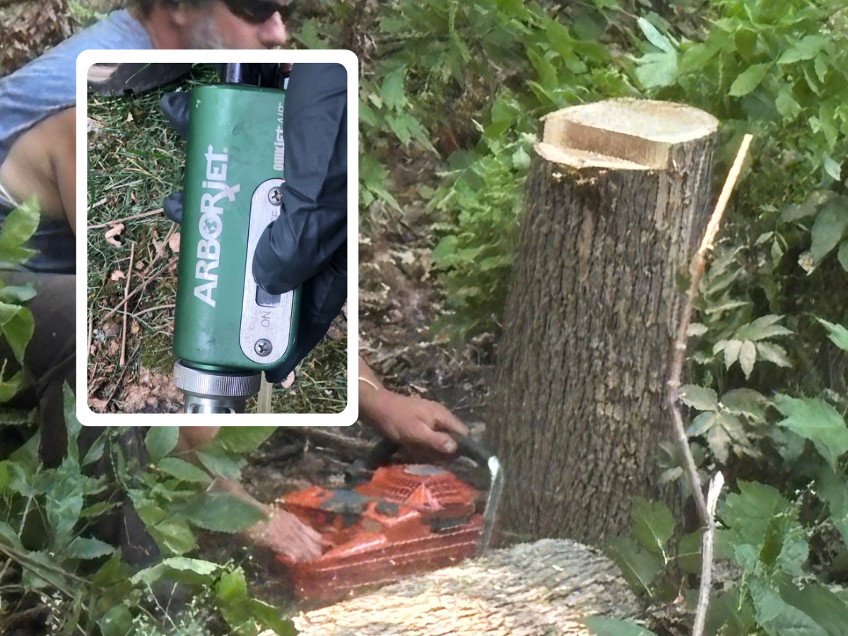Arborjet trunk injection unit treating an ash tree next to a cut ash stump, showing emerald ash borer treatment and removal