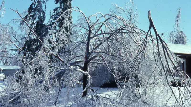 A residential tree encased in ice with several large limbs snapped and hanging over a yard and a house