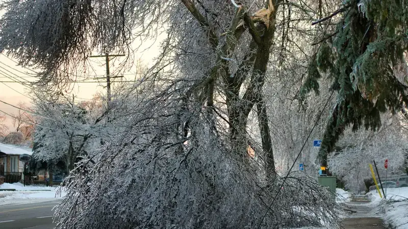 A tree glazed in ice after a Minnesota ice storm, its limbs bent down onto the power lines and the street below