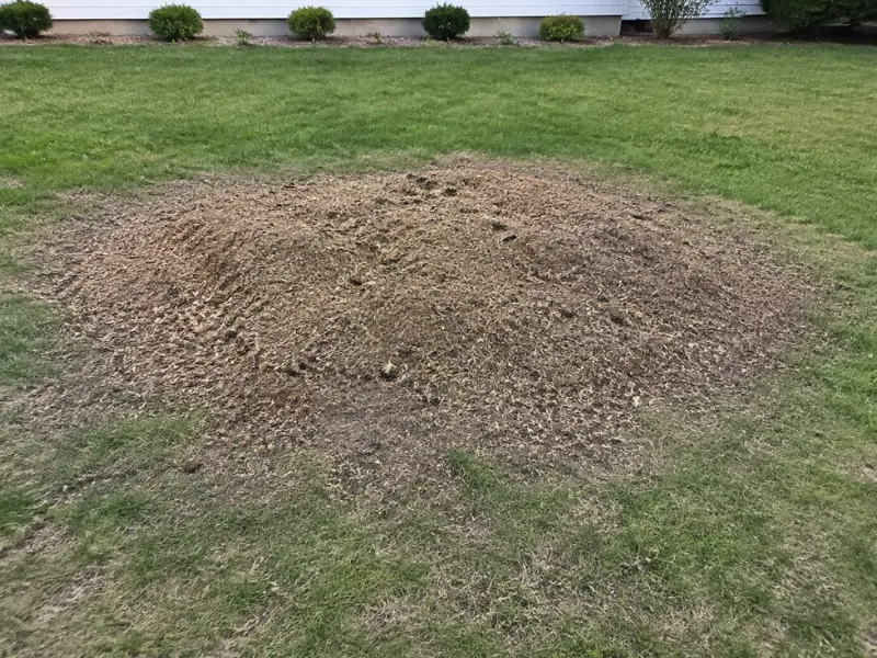 Mound of pale wood chips left behind by stump grinding, heaped above the surrounding lawn in a Twin Cities yard