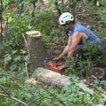 Stump grinding Twin Cities MN, a freshly cut tree stump with an Urban Tree arborist bucking the felled trunk beside it