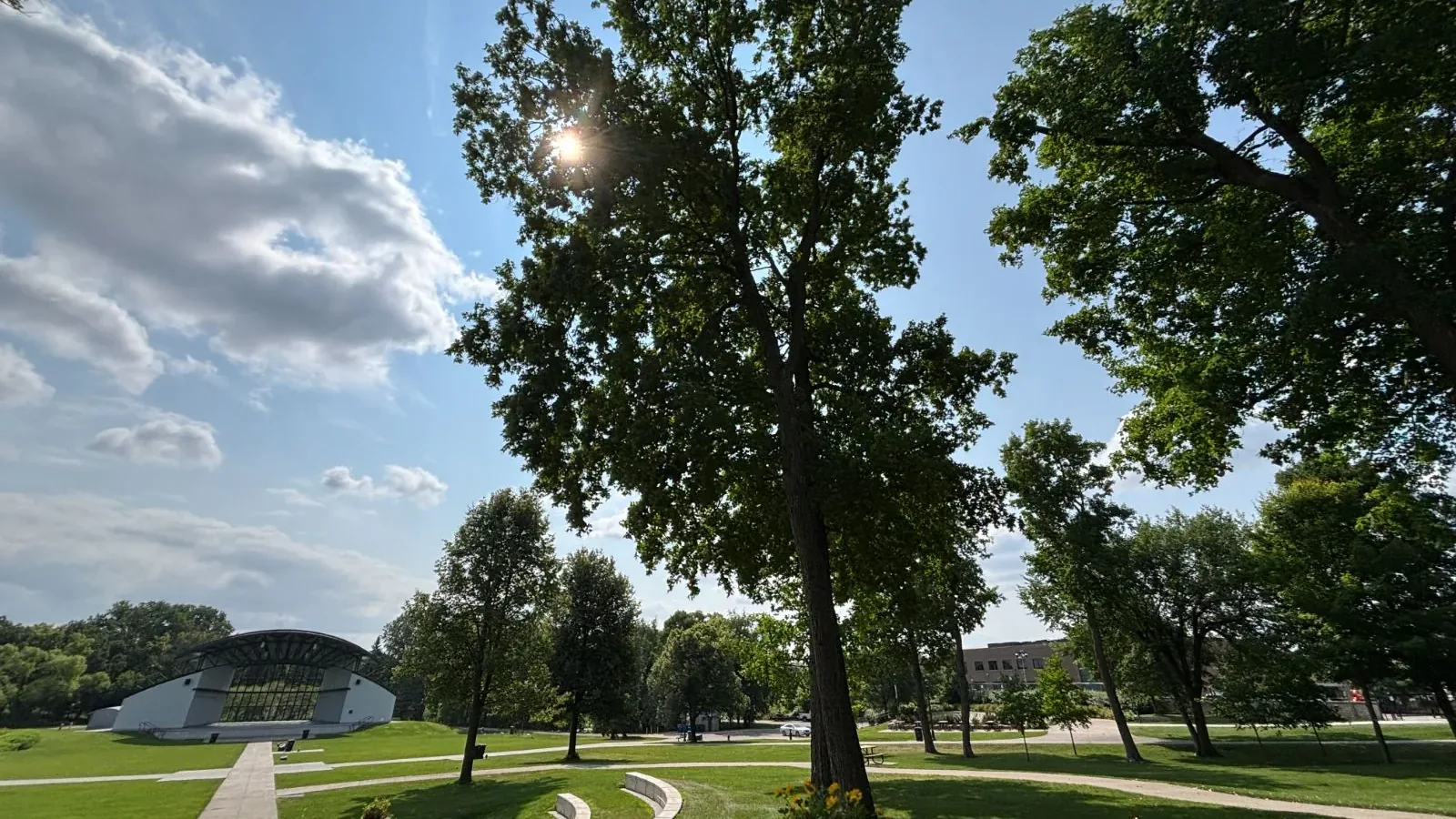 Tree health care Twin Cities MN, a mature hardwood in full leaf with sunlight through the canopy over a maintained Minnesota landscape