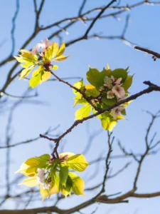 New leaves and blossoms opening on a bare branch against blue sky, the spring leaf-out that shows whether a tree came through winter