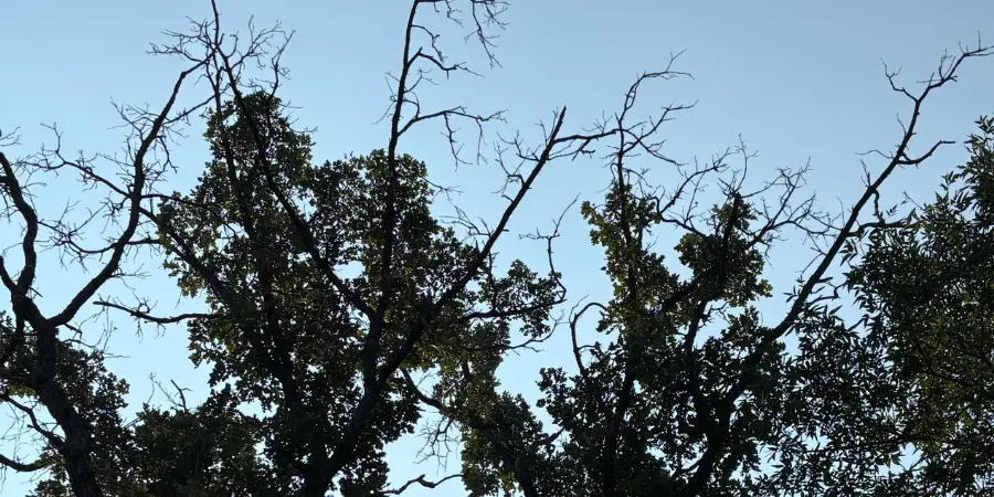 Bare dead branches rising above a green canopy against a blue sky, the kind of crown dieback a homeowner photographs before calling an arborist