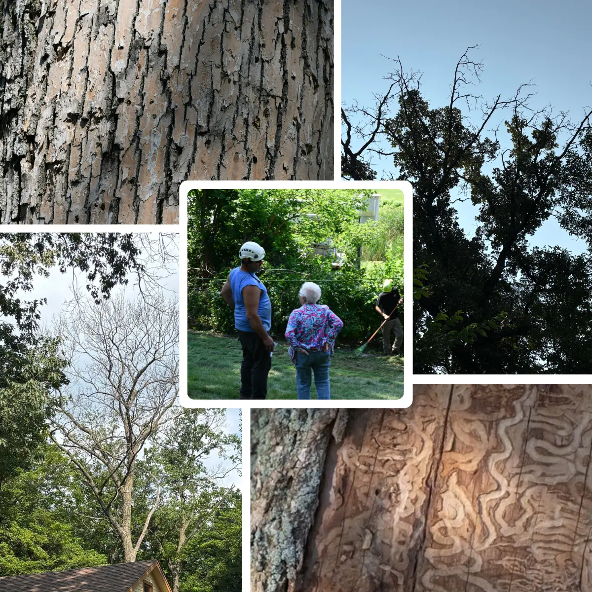 Thinning ash crowns and beetle galleries around an arborist explaining a tree health diagnosis to a Twin Cities homeowner